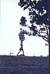 Silhouette  of a Girl Carrying Firewood