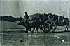 Jute Fiber Being Transported in Bufallo Cart