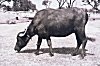 Grazing Water Buffalo