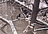 Bird on a Tree Branch