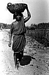 Picture of a Fisherwoman