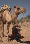 Camel Safari, Rest Stop