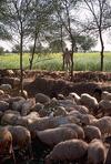 Sheep Herder with Sheep