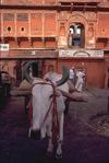 Jaipur, Cow and Cart