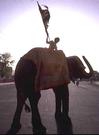 Elephant in a Wedding Procession