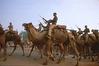 Camel Mounted Battalion, Rajasthan