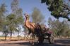 Camel Cart Carrying Village Girls