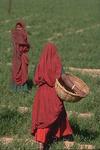 Farming Girls