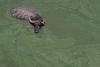 Swimming Water Buffalo