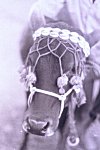 Decorated Cow at Bhujalia Festival