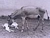 Donkey and Baby