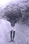 Forest Worker Carrying Folliage