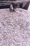 Fisherwoman Drying Sardines