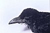 Indian Crow