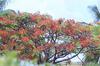 Bloomed Gulhomer Blossoms