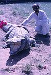 Man with a Crocodile