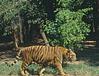Tiger at Patna Zoo