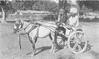 An Ekka, or  One-horsed Road Cart