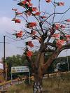 Political Flags  on Tree