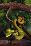 Palm Viper or Green Tree Viper