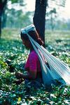 Girl Picking Tea Leaves