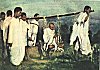 Men Carrying Gandhi, Noakhali