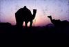 Camels Relax behind a Rajasthani Sunset