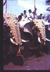 Decorated Elephants, Kerala