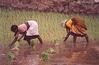 Planting the Meal 