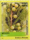 The Amla Plant -- Emblica officinalis