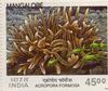 Corals of India