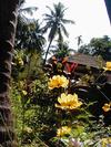 Flowers, Tiles and Coconut Trees