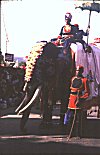 Decorated Elephant Rider