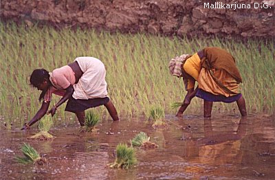 Indian  Rice Field  