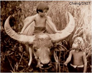Cover of Chang DVD