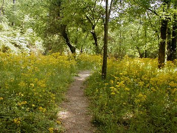 Flowers of Spring, Mountain Brook