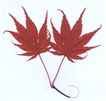 Red Maple Leaf