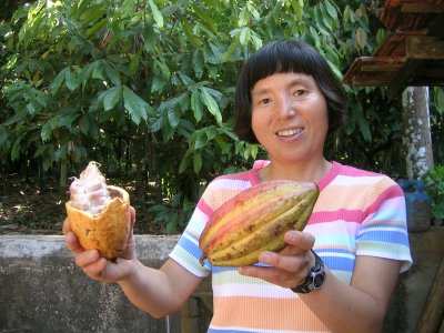 Inside of the Cocoa Fruit