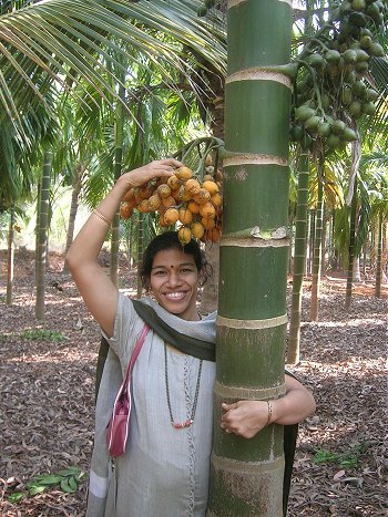 Girl Picking Low-grown Supari