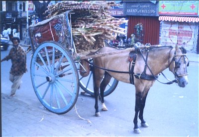 Horse Pulled Carriage (Tonga)  