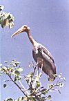 A female painted stork at a nesting site